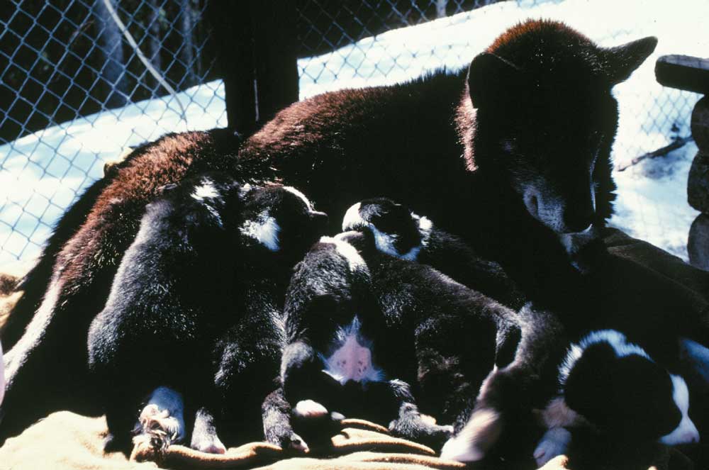 Suzie-and-litter-of-pups-NPS-photo-courtesy-of-Dennia-Kogl black husky with nearly ten pups
