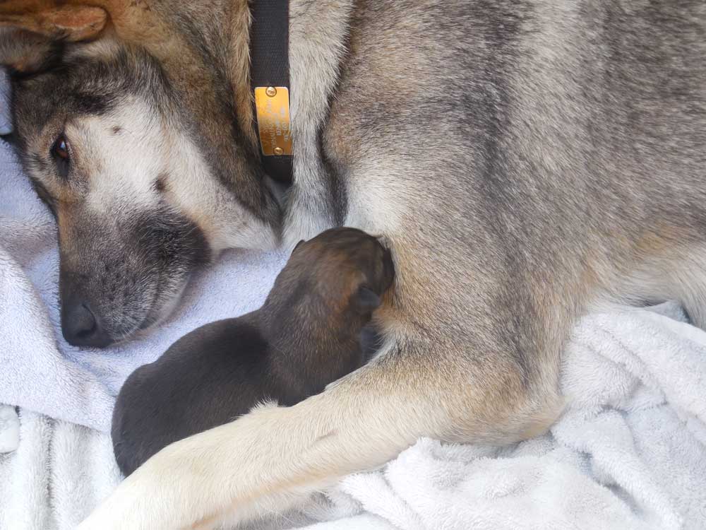 husky with one puppy