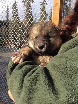 Tsaani a park ranger holding a puppy