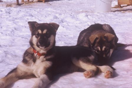 TyphoonTsunami as pups