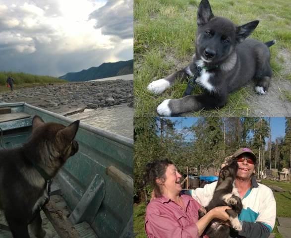 Photos of a puppy in boat, a puppy lying down, and a puppy being held by a man and woman laughing.