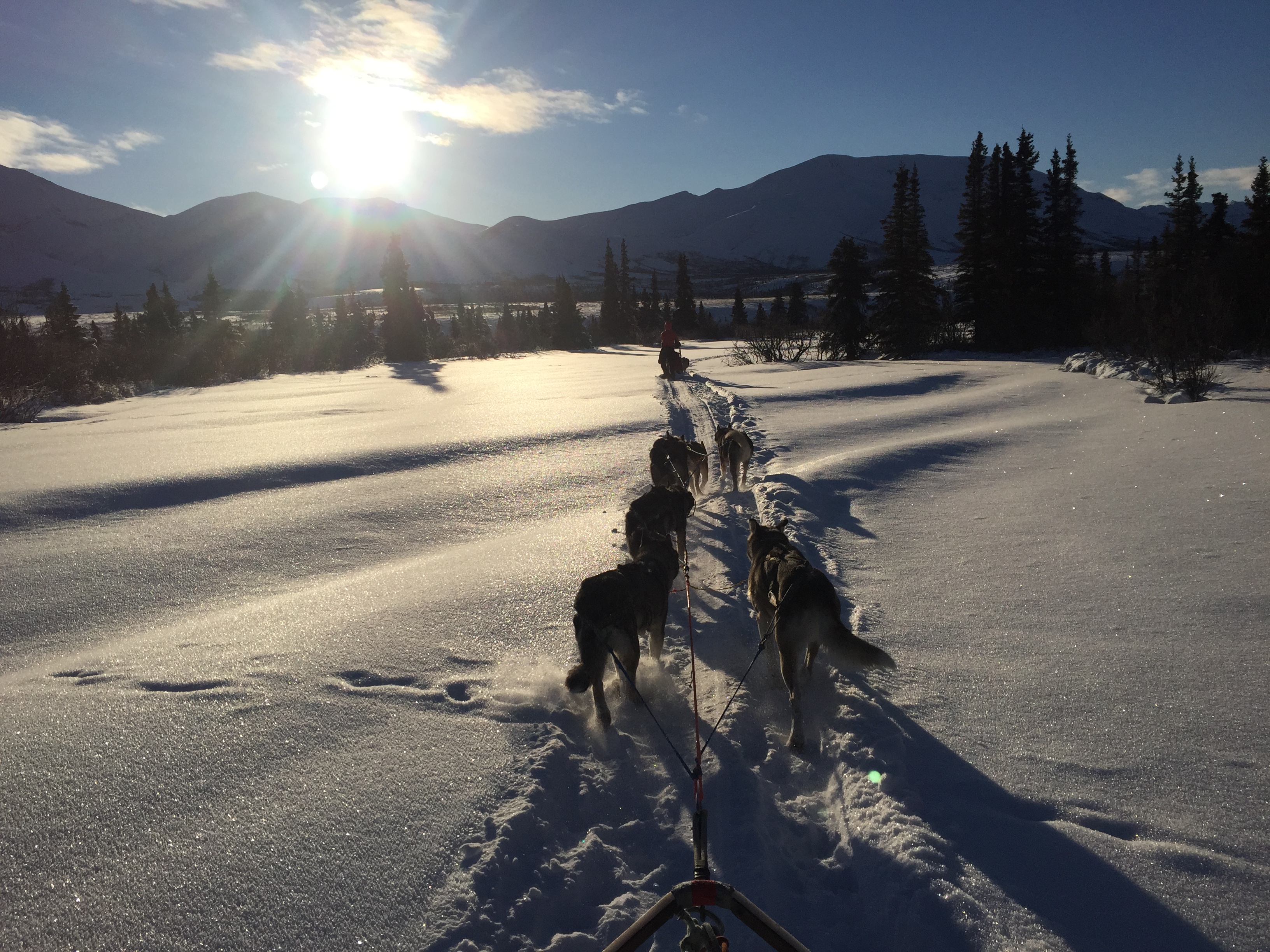 dog team after a good snow