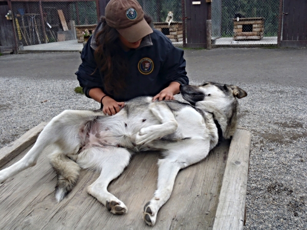 A NPS volunteer rubs Sylvie's pregnant belly