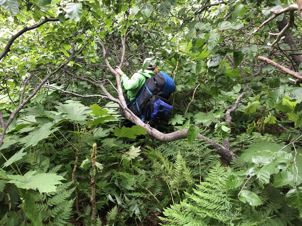 a man hiking through dense brush 