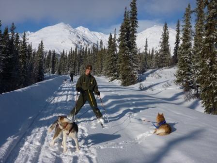 pupdate-skijoring