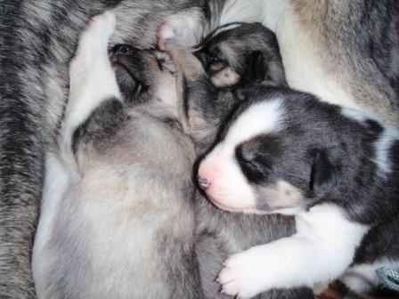 puppy pile