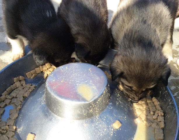 Three puppies eat kibble out of a round metal bowl.