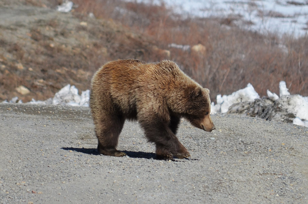 brown bear on a gravel road
