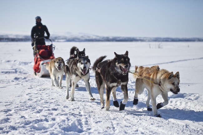 A pack of sled dogs pulls a sled across snow