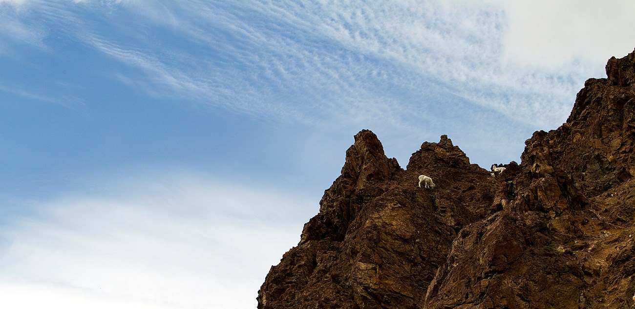 Three Dall sheep stand on a sheer cliff