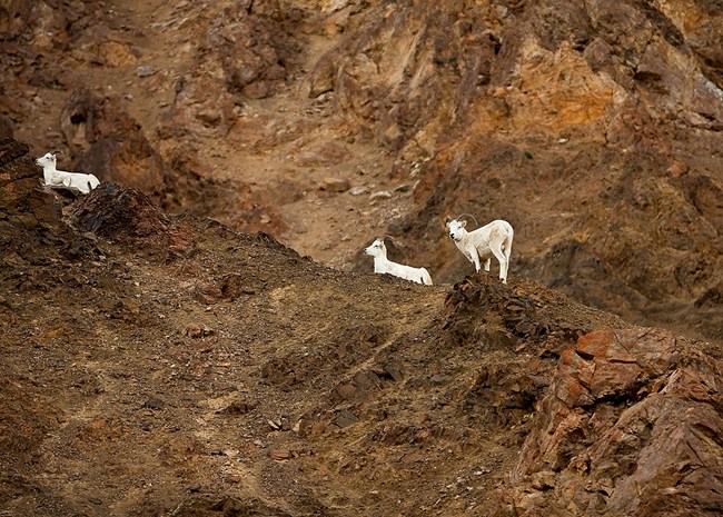 Three Dall sheep rest on steep slope