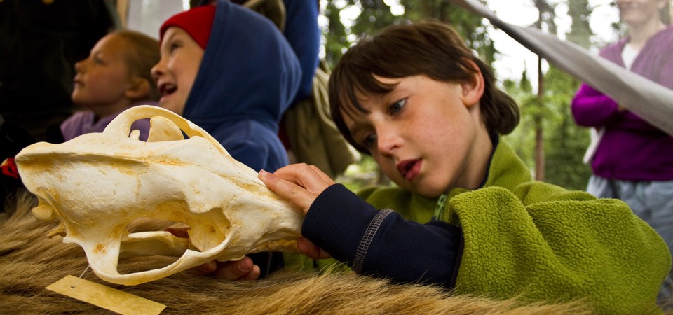 a student examines a bear skull a student examines a bear skull