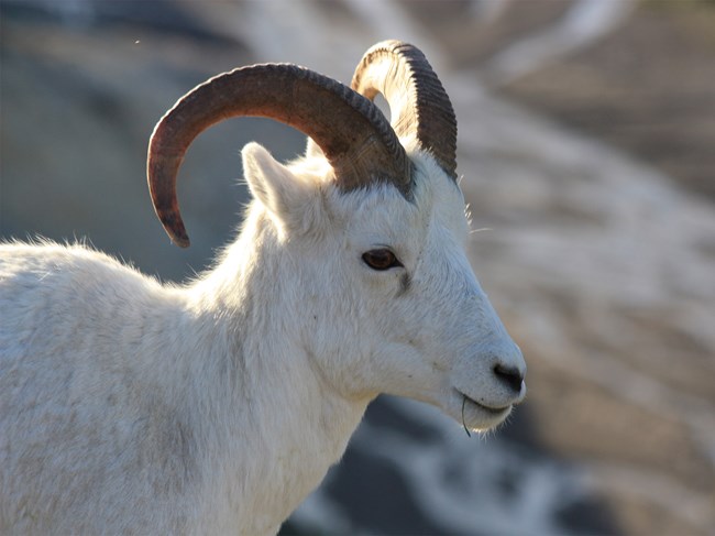 Dall sheep ewe eats grass