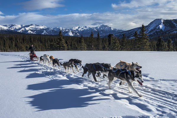 a team of sled dogs pulls a musher through a scenic landscape