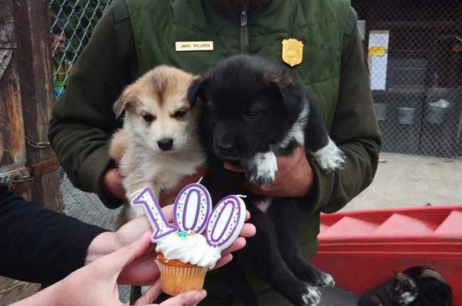 A ranger holds two puppies next to a 100th birthday cupcake.