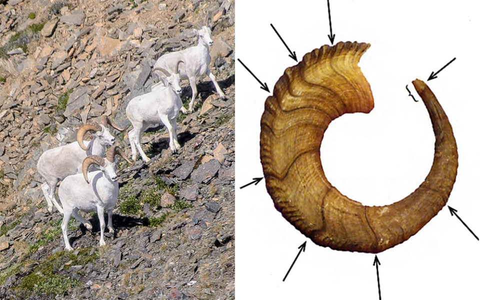 Dall sheep stand on a rocky hillside. Arrows point to eight dark bands on a Dall sheep horn, representing years of growth.