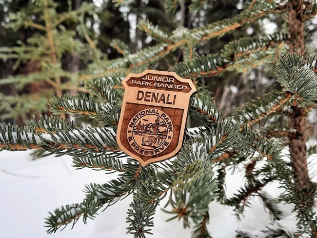 A wooden Denali Junior Ranger Badge hangs from a snowy spruce branch.