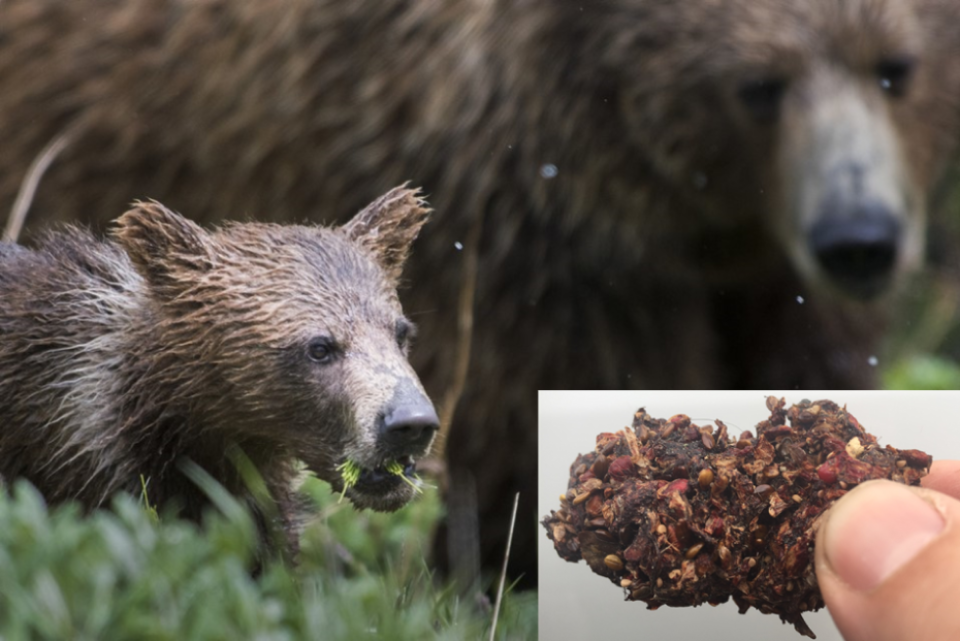 A mother bear looks on as her cub munches on greenery. Bear scat is shown in close-up.