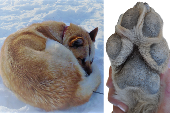 Sled dog coat, tail, and paw