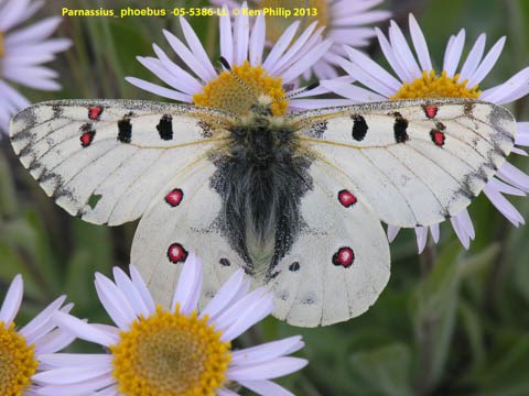 mostly white butterfly with small red and black spots