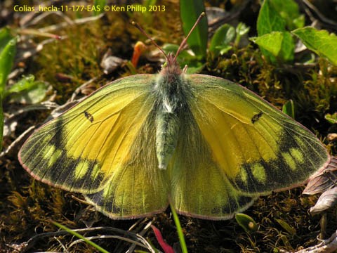 yellow butterfly