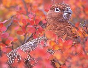 Ptarmigan Ptarmigan