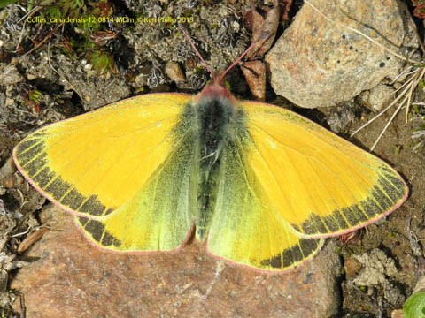 mostly yellow butterfly