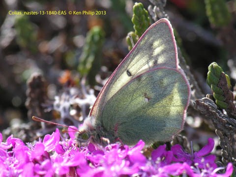 gray butterfly with pink fringe to its wings