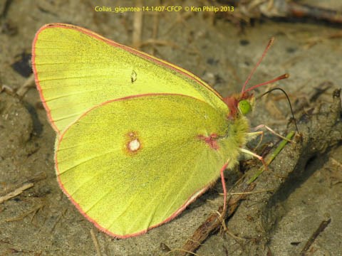 yellow butterfly