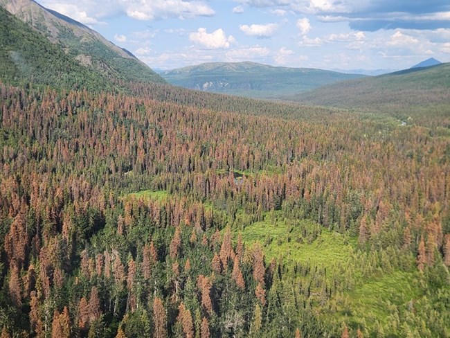 Spruce beetle kill at the Riley Creek Cabin