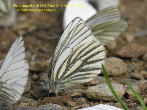 white and gray butterfly
