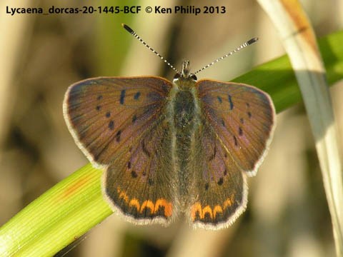 brownish butterfly with orange stripes on its base