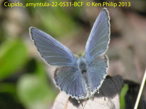 Blues, Coppers, Hairstreaks - Denali National Park