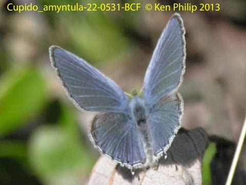 bluish butterfly