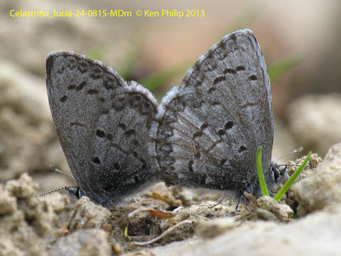 30-Celastrina_lucia-24-0815-