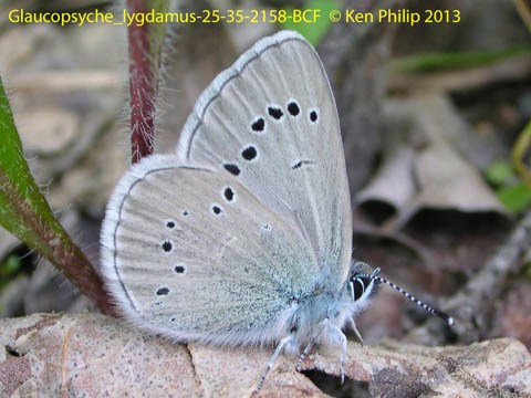 silvery butterfly