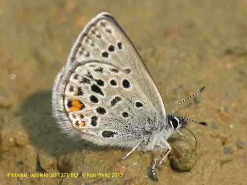 light gray butterfly with black wing spots