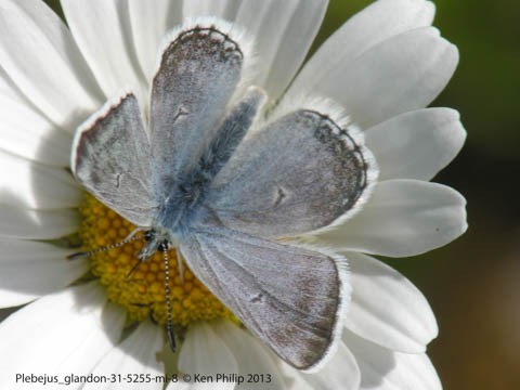 bluish butterfly on a white flower