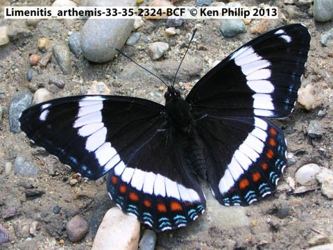 mostly black butterfly with large whit stripes and orange and blue dots