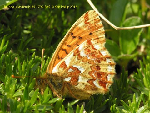 butterfly with mottled orange, white and brown wings