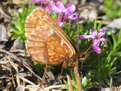 creamsicle colored butterfly