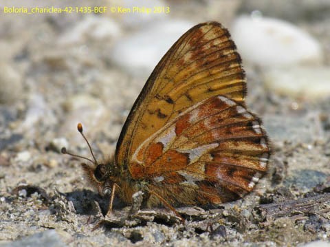 butterfly with brown, orange and white wings