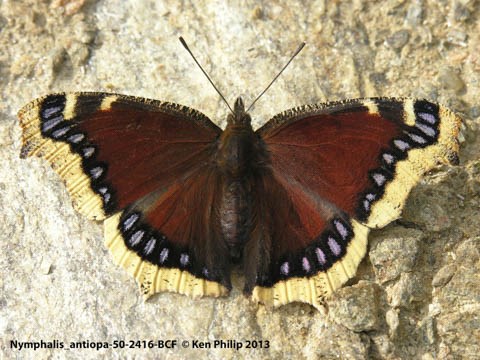 dark red, black and white butterfly