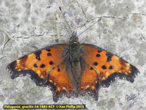 a mostly orange butterfly