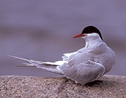 Arctic Tern Arctic Tern