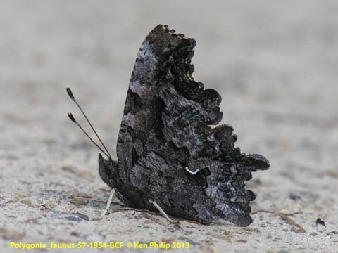 dark gray butterfly
