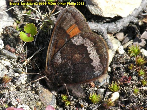 brown butterfly with iridescent spots