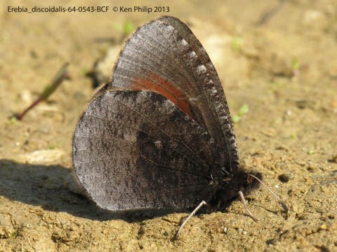 dark gray butterfly