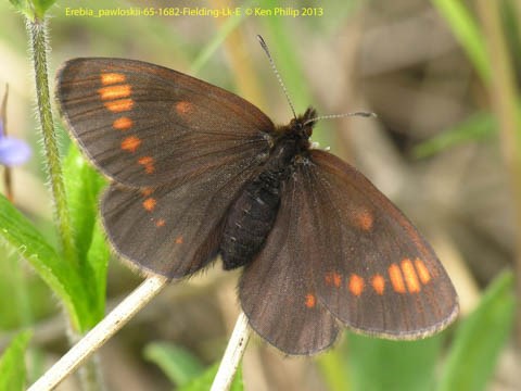 brown butterfly with orange spots