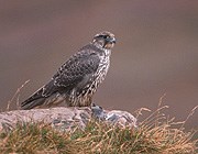 Gyrfalcon Gyrfalcon